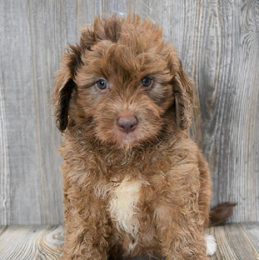 Pet Store «Pet Express», reviews and photos, 250 Granite St, Braintree, MA 02184, USA