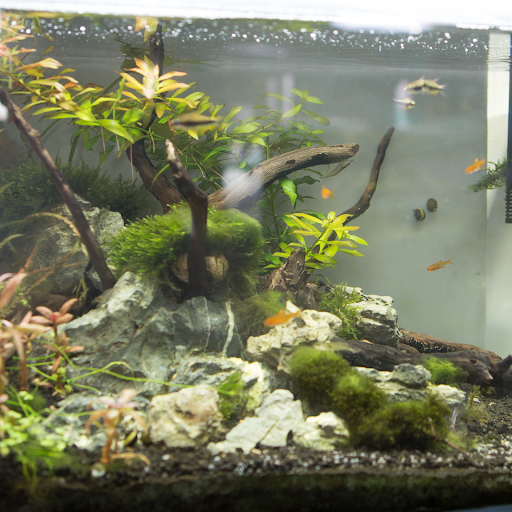 Tropical Fish Store «C K Fish World», reviews and photos, 410 N Azusa Ave, West Covina, CA 91791, USA