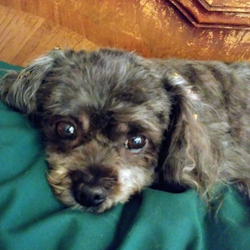 Pet Supply Store «PetSmart», reviews and photos, 5336 Westpointe Plaza Drive, Columbus, OH 43228, USA