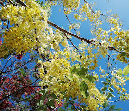 Carmen Romano Park photo