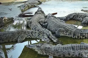 Crocodile World image