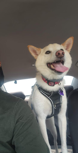 Pet Supply Store «Pet Supplies Plus», reviews and photos, 3205 W 115th St, Merrionette Park, IL 60803, USA