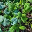 West Salem Community Garden