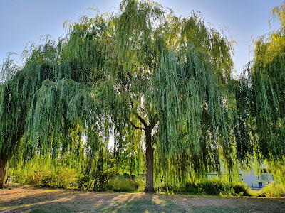 Parc d'Avoine à Avoine