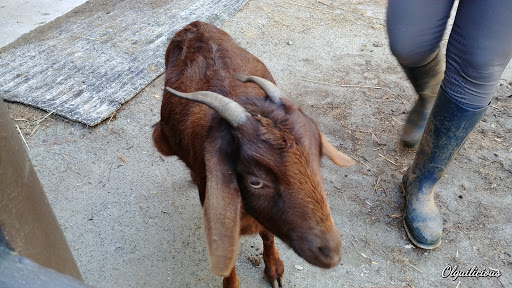 Theme Park «LanierWorld», reviews and photos, 7000 Lanier Islands Pkwy, Buford, GA 30518, USA