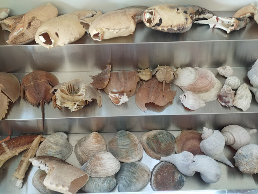 Seafood Market «The Fish Market», reviews and photos, 1307 W Main St, Willimantic, CT 06226, USA