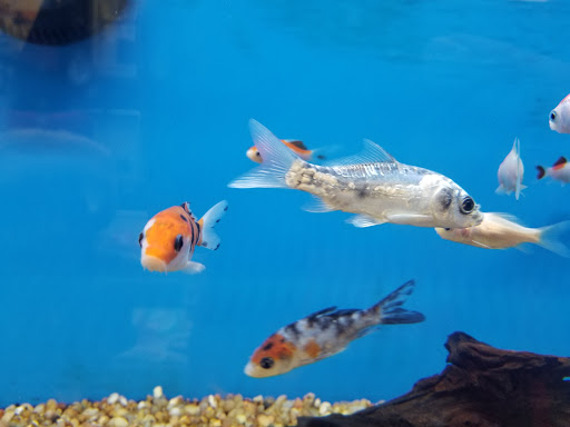 Pet Supply Store «Pet Supplies Plus», reviews and photos, 319 Massachusetts Ave, Lunenburg, MA 01462, USA