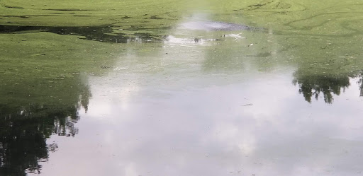 Park «Roswell Area Park», reviews and photos, 10495 Woodstock Rd, Roswell, GA 30075, USA