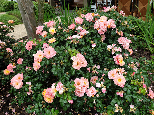 American Restaurant «Cracker Barrel Old Country Store», reviews and photos, 10250 Plaza Americana Dr, Baton Rouge, LA 70816, USA