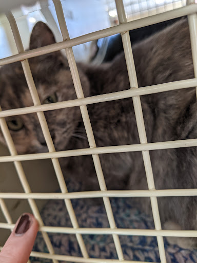 Pet Supply Store «Petco Animal Supplies», reviews and photos, 2722 N Josey Ln #107, Carrollton, TX 75007, USA