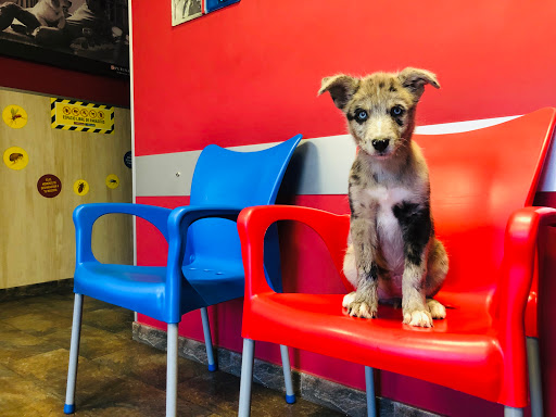 Clínical Centro Veterinario San Miguel en Zaragoza