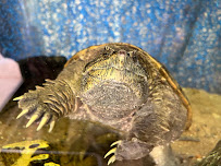 Reptiles - Photo 6 - Car repair in Colorado Springs, CO, Colorado Springs