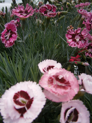 Pet Supply Store «CountryMax - Geneseo», reviews and photos, 4101 Lakeville Rd, Geneseo, NY 14454, USA