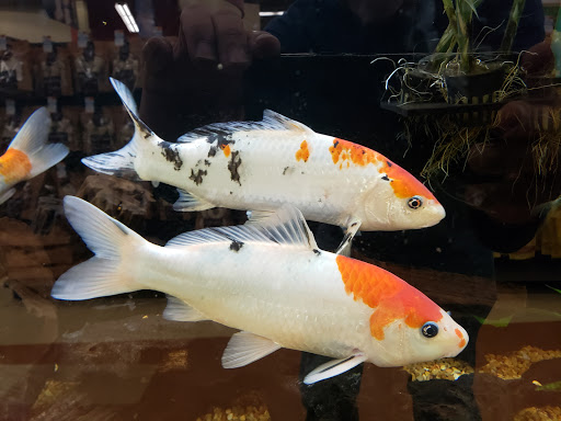 Pet Supply Store «Petco Animal Supplies», reviews and photos, 1 US-46, Totowa, NJ 07512, USA