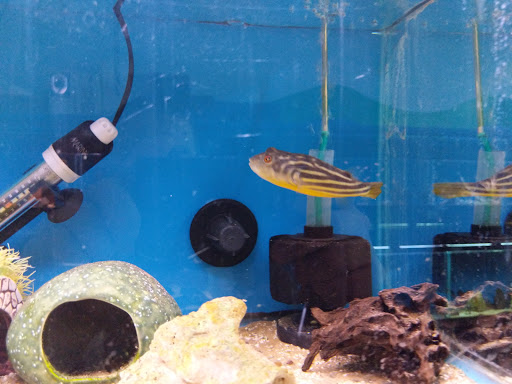 Pet Store «World of Wet Pets», reviews and photos, 8542 SW Apple Way, Portland, OR 97225, USA