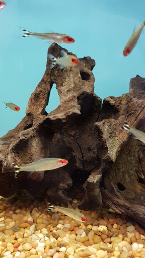 Tropical Fish Store «Aquariums By JJ», reviews and photos, 33 Hamburg Turnpike, Riverdale, NJ 07457, USA