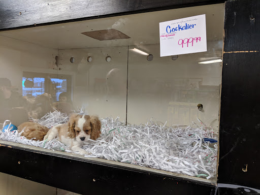 Pet Store «Pet Planet», reviews and photos, 11968 S Redwood Rd, Riverton, UT 84065, USA