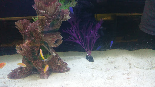 Aquarium Shop «Exotic Aquariums», reviews and photos, 7399 Bird Rd, Miami, FL 33155, USA