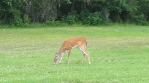 Golf Club «Silver Dollar Golf & Trap Club», reviews and photos, 12711 Silver Dollar Dr, Odessa, FL 33556, USA