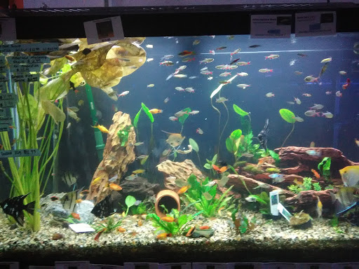 Tropical Fish Store «The Fish Store», reviews and photos, 2050 Chamblee Tucker Rd, Chamblee, GA 30341, USA