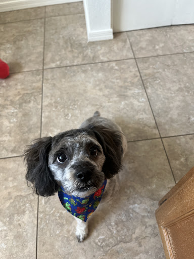 And Toto Too Grooming