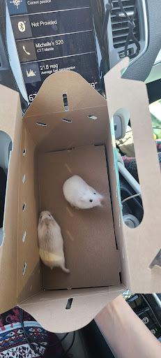 Pet Supply Store «PetSmart», reviews and photos, 6060 Long Prairie Rd, Flower Mound, TX 75028, USA