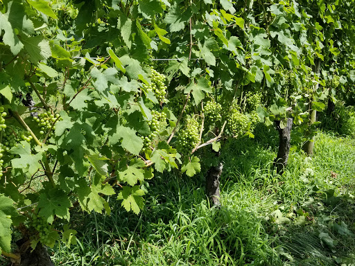 Winery «Turdo Vineyards», reviews and photos, 3911 Bayshore Rd, Cape May, NJ 08204, USA