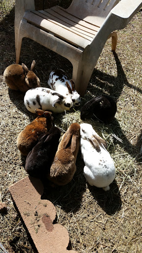 Home Improvement Store «Tractor Supply Co.», reviews and photos, 10870 Balls Ford Rd, Manassas, VA 20109, USA