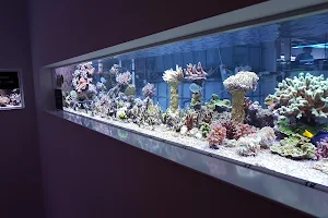 Aquaasan Corals image