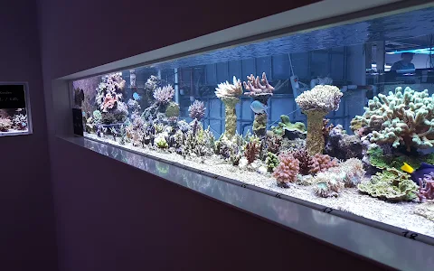 Aquaasan Corals image