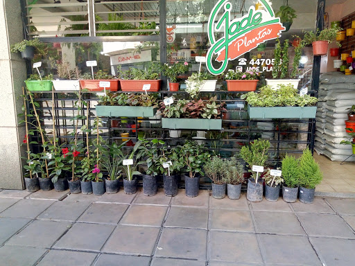 Jade Plantas