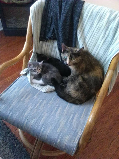 Pet Supply Store «Petco Animal Supplies», reviews and photos, 4161 N Harlem Ave, Norridge, IL 60706, USA