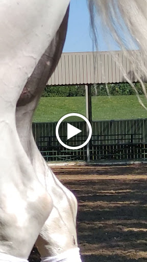 Tourist Attraction «The Tempel Lipizzans», reviews and photos, 17000 W Wadsworth Rd, Old Mill Creek, IL 60083, USA