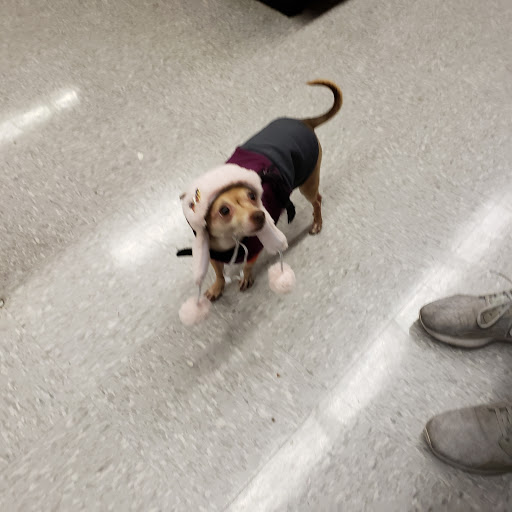 Pet Supply Store «Petco Animal Supplies», reviews and photos, 6672 Lonetree Blvd, Rocklin, CA 95765, USA