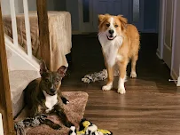 Lexington Humane Society - Car repair in Lexington, KY, Lexington - Rated 4.4/5