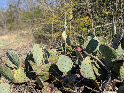 Nature Preserve «Cedar Ridge Preserve», reviews and photos, 7171 Mountain Creek Pkwy, Dallas, TX 75249, USA