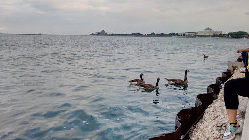 Fountain «Buckingham Fountain», reviews and photos, 301 S Columbus Dr, Chicago, IL 60605, USA