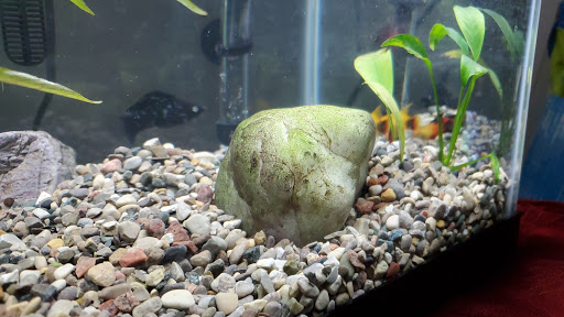 Pet Supply Store «Petco Animal Supplies», reviews and photos, 2005 W 8 Mile Rd, Detroit, MI 48203, USA