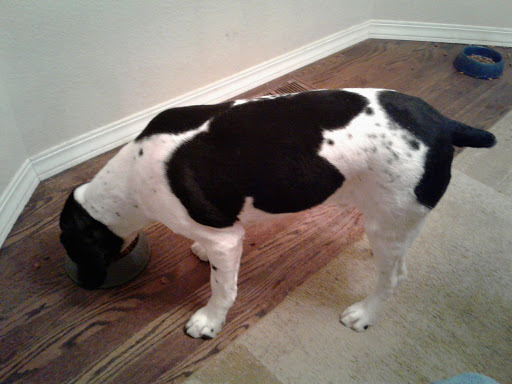 Pet Supply Store «PetSmart», reviews and photos, 16086 Jackson Creek Pkwy, Monument, CO 80132, USA