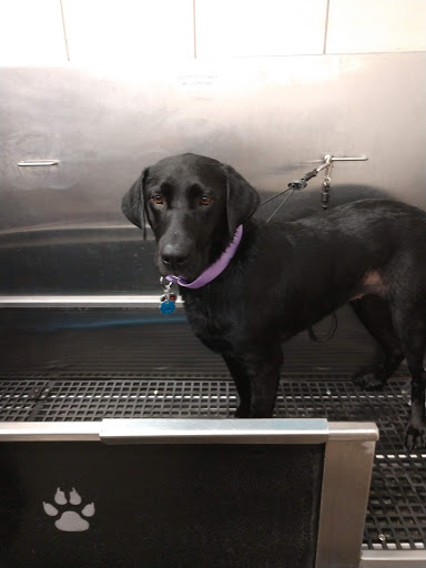 Pet Supply Store «Pet Supplies Plus», reviews and photos, 955 Co Rd E East #100, Vadnais Heights, MN 55127, USA