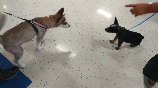 Pet Supply Store «Petco Animal Supplies», reviews and photos, 6842 S Redwood Rd, West Jordan, UT 84084, USA