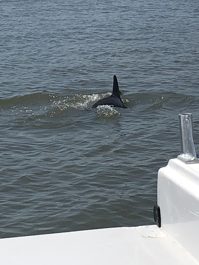 Hunting Island Dolphin Cruise by Coastal Expeditions