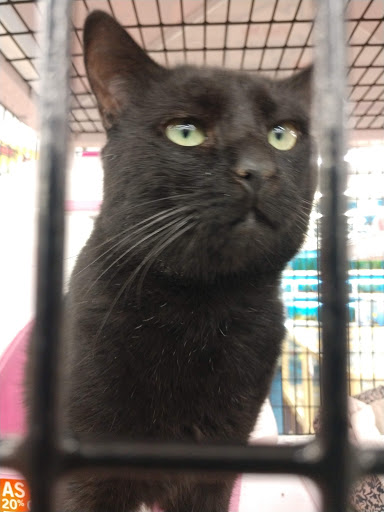 Pet Supply Store «Pet Supermarket», reviews and photos, 5000 Clyde Morris Blvd, Port Orange, FL 32127, USA