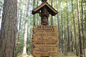 Aukščiausias Lietuvos medis image