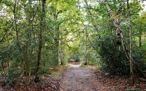National Trust - Petts Wood and Hawkwood image