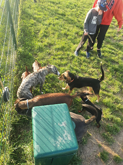 Šunų vedžiojimo aikštelė - Baltijos prospektas