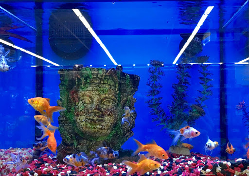 Pet Supply Store «Pet Supplies Plus», reviews and photos, 21703 Village Lakes Shopping Center Dr, Land O Lakes, FL 34639, USA