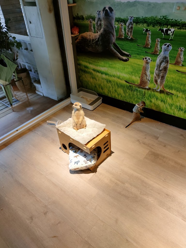 萌獴學園複合式餐飲 的照片