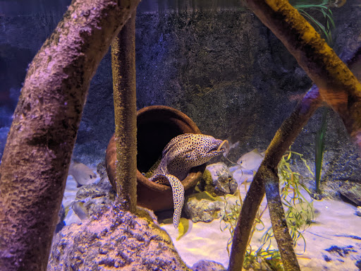 Aquarium «SEA LIFE Grapevine Aquarium», reviews and photos, 3000 Grapevine Mills Pkwy, Grapevine, TX 76051, USA