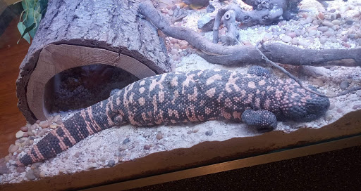 Pet Store «Off The Hook Exotics Pet Shop», reviews and photos, 926 5th Ave, Coraopolis, PA 15108, USA